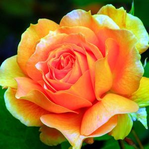 Meet your Posher, Sylvia